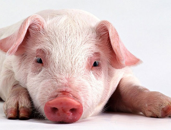 富養豬和窮養豬