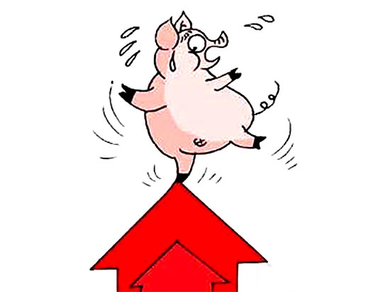 豬價要跌至何時？春節前能否重回9元時代？