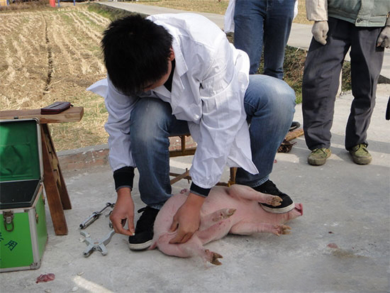 養殖戶必看:豬閹割技術大全