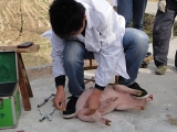 養殖戶必看：豬閹割技術大全