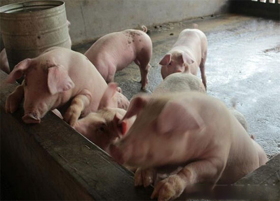 哪些原因會導緻豬群發生打架?