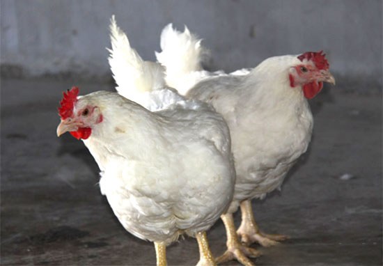 商品肉雞疾病防控要點