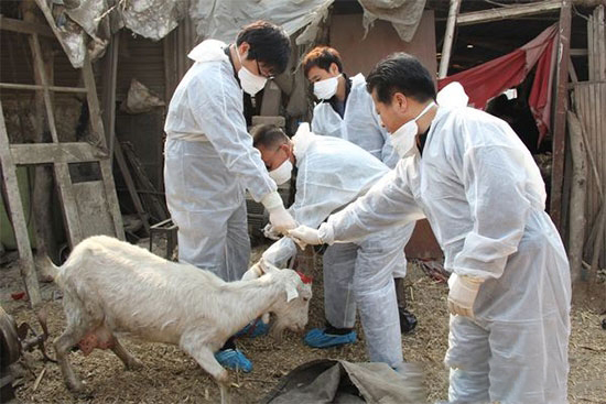 農業部2017年起啟動強制免疫機制試點