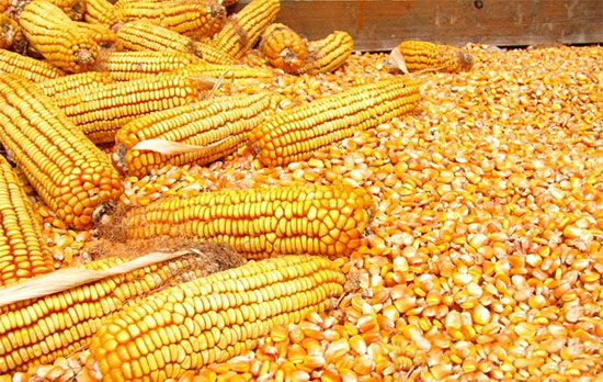 玉米喂豬要注意什麼?