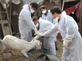 農業部2017年起啟動強制免疫機制試點