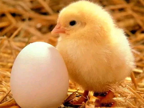 規模化肉雞飼養防疫應注意的問題