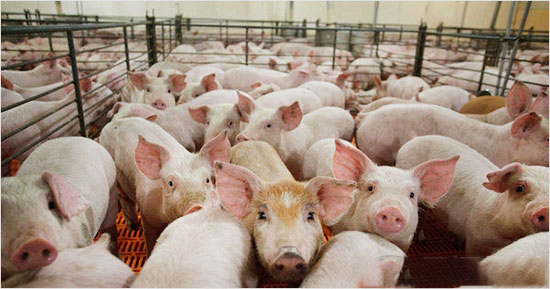 歐美養豬環控新理念