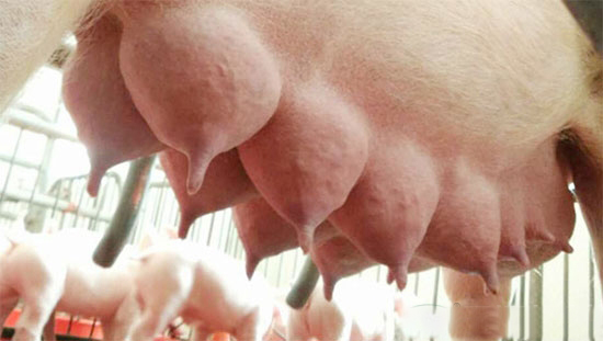 老外怎麼淘汰母豬