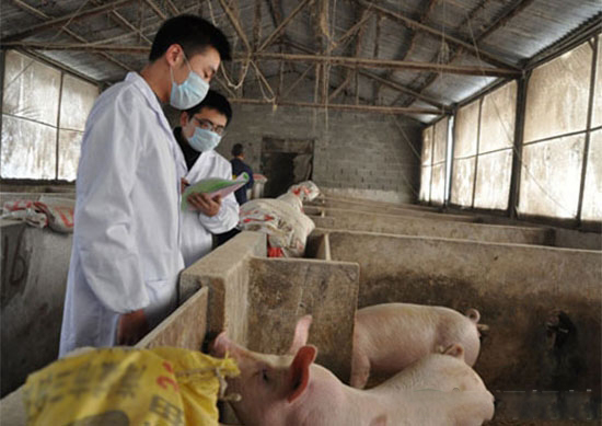 獸用處方藥和非處方藥實施後的畜牧業