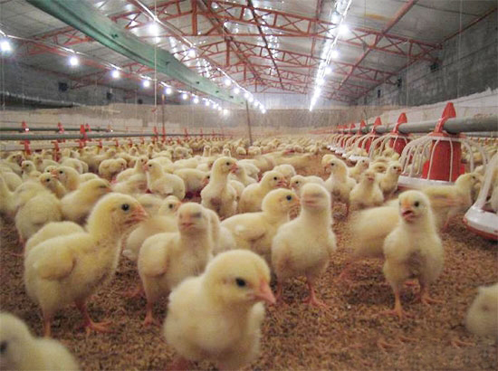 肉雞用藥程序的安排