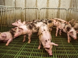 國外養豬增重的八種新技巧