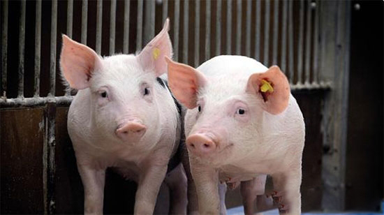 國外養豬場的技術怪招