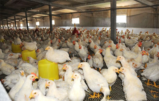 養雞如何避免飼料浪費
