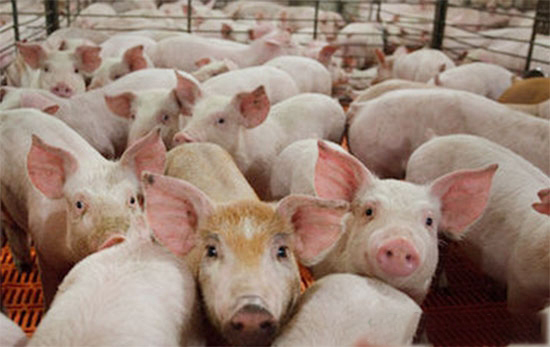 減少養豬疾病發生及改變生長環境的養豬方法