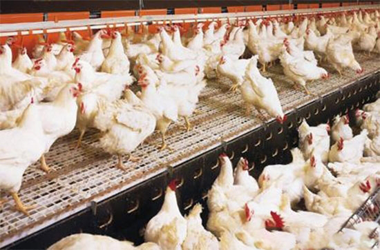 肉雞管理的标準