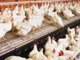 肉雞管理的标準