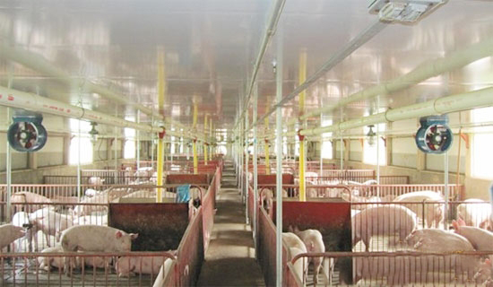 空氣過濾是阻止藍耳病傳播的關鍵