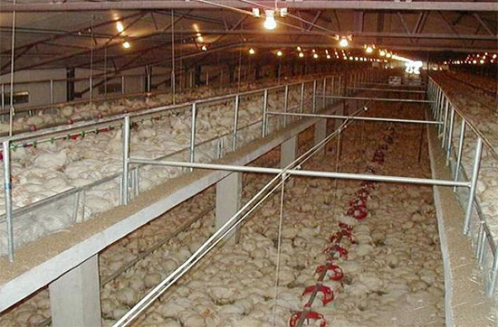 商品肉雞的生理特點