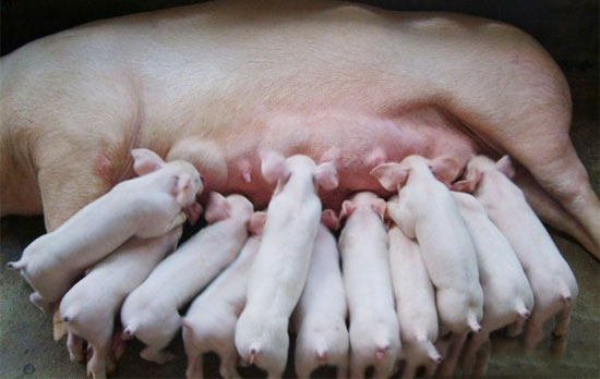 母豬乳汁中潛在風險因素