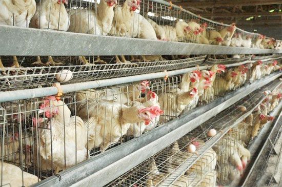 秋季蛋雞養殖最全攻略!總有一點幫到你!