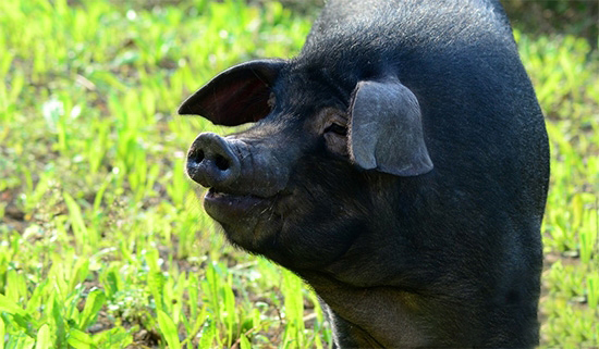 山東臨沂千萬财政資金扶持畜牧養殖