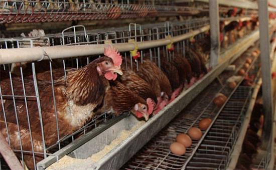 蛋雞秋季管理注意事項
