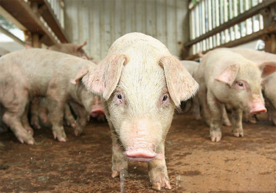 秋季養豬要注意事項