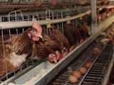 蛋雞秋季管理注意事項