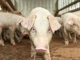 秋季養豬要注意事項
