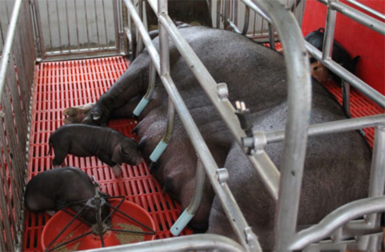 養豬企業和農民合作社可申報生态循環農業項目