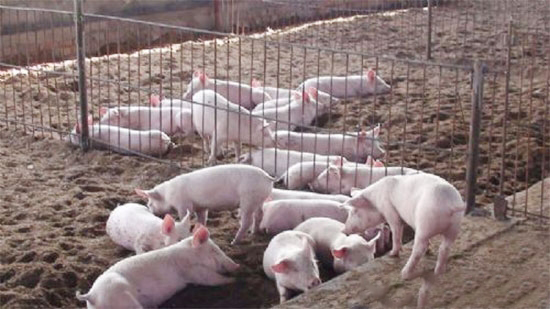 今後要怎麼養豬才可以賺錢?