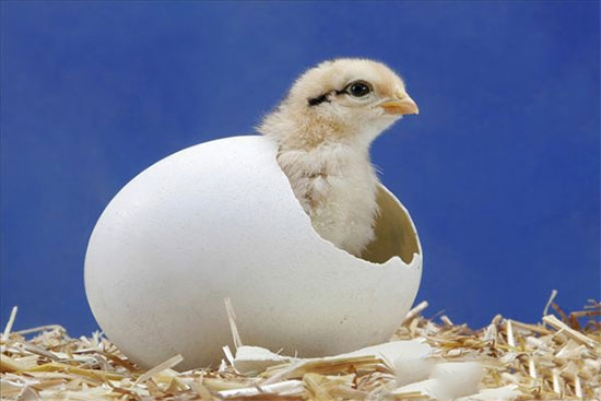 種雞受精率低的原因往往是很多方面