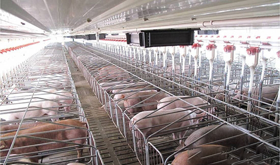 豬舍防寒保暖尤為重要