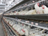 蛋雞養殖如何減少飼料消耗
