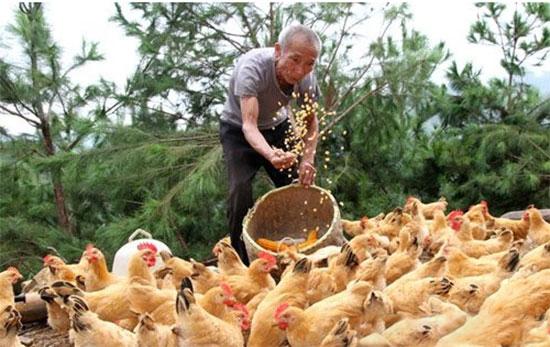 山東明年畜禽養殖場戶退出禁養區政府給補償