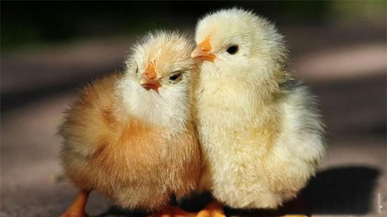 肉雞公母分群養的好處