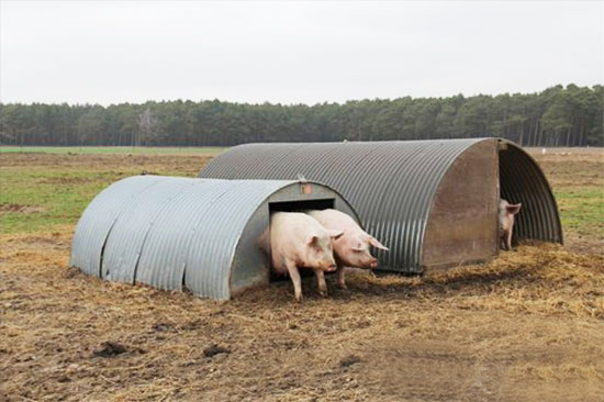 生态養豬的優點