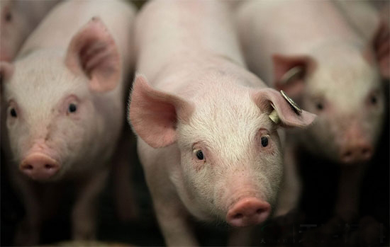 國務院養豬新指示