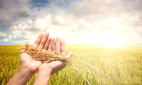 農業部印發《農業農村大數據試點方案》