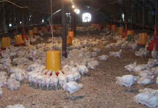 肉雞的墊料方法與墊料管理