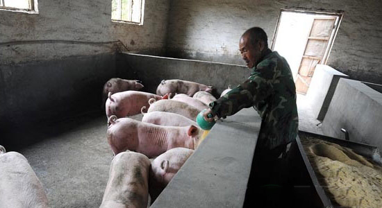 小散養豬人降低成本方法