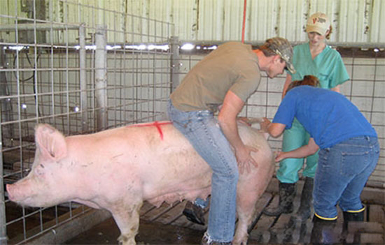 十招就學會豬人工授精