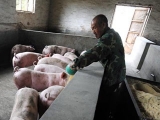 小散養豬人降低成本方法