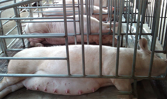 妊娠母豬的飼養方式主要有三種