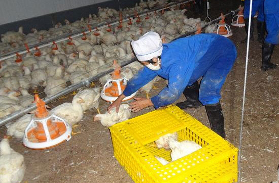 商品肉雞什麼時候出欄最好