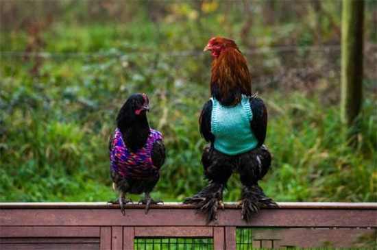 深秋将至該如何做好雞群管理?