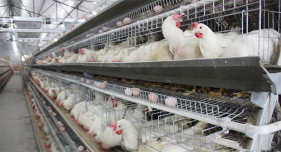 蛋雞沒有産蛋高峰的原因分析