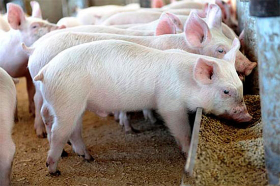 豬飼料生喂與熟喂