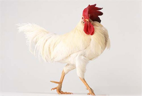 雞斷喙前飼喂維生素防止出血