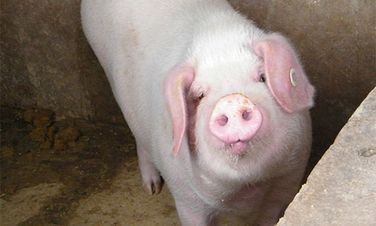 豬維生素A缺乏症